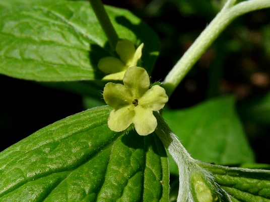 {Lithospermum latifolium}